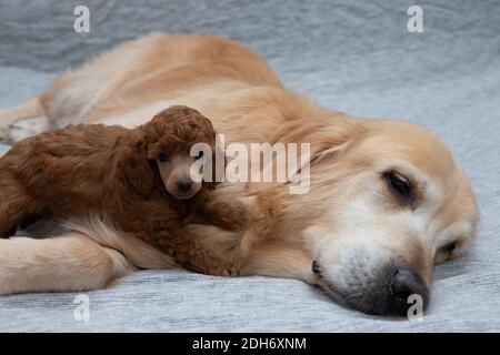 A playful toy poodle and gloomy golden retriever resting on the soft blanket Stock Photo