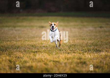 Dog Beagle running and jumping with tongue out Stock Photo