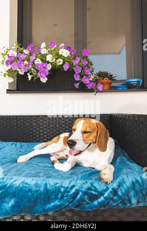 Beagle dog resting outdoors in shade on a garden sofa. Stock Photo