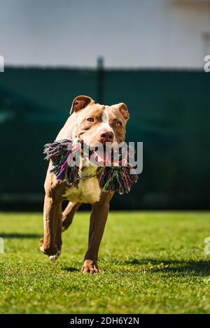 Dog running in backyard, amstaff terrier with toy rope runs towards camera. Stock Photo