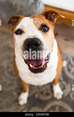 Old Dog, amstaff terrier sitting and loocking up, towards camera Stock Photo