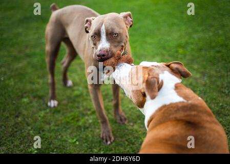 Two dogs amstaff terrier playing tog of war outside. Young and old dog fun in backyard. Stock Photo