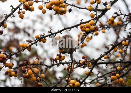 Brown Rat (Rattus norvegicus) feeding on fruit in a tree in autumn Stock Photo