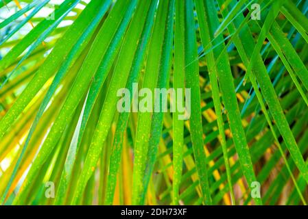 Palm leaves texture decoration resource with shadow. Stock Photo