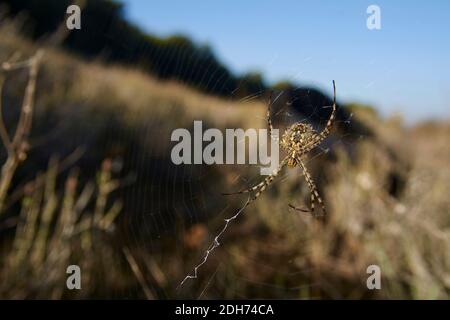 tiger spider (Argiope lobata) on a spider web with drops of water at sunrise in Malaga. Andalusia, Spain Stock Photo