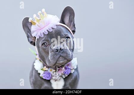 Portrait of blue coated French Bulldog dog wearing a golden and pink crown and flower collar on gray background Stock Photo
