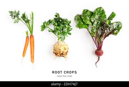 Organic root vegetables carrot, beetroot and celery with leaves isolated on white background. Healthy eating and dieting food concept. Root crops comp Stock Photo