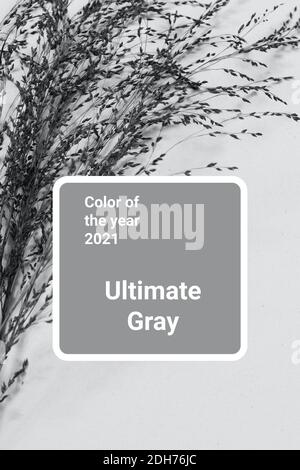 Trendy gray color of the 2021 year. Grey plants with shadows. Abstract ultimate background Stock Photo