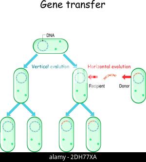 Horizontal gene transfer for example bacteria. Transfer of DNA via a ...