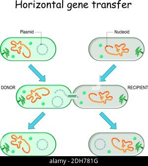 Horizontal gene transfer for example bacteria. Transfer of DNA via a plasmid from a donor to a recombinant recipient during cell-to-cell contact Stock Vector