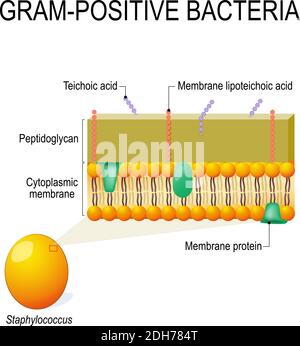 cell wall structure of Gram-positive Bacteria for example Staphylococcus. Vector diagram for educational, medical, biological and science use Stock Vector