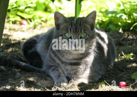 In the shade lies the mackerel cat, attentive and with pointed ears, big green eyes and orange nose Stock Photo