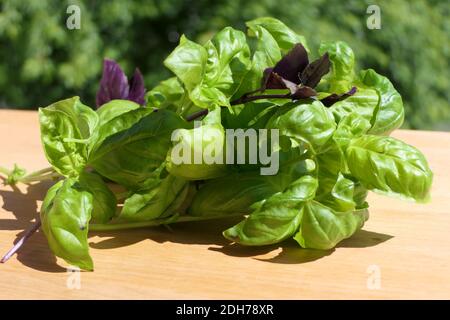 Green fresh basil with a few red basil leaves on a wooden cutting board Stock Photo