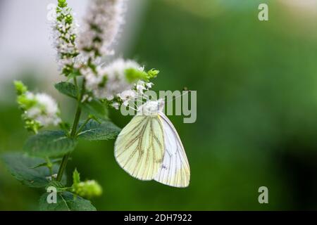 Large Cabbage White butterfly on mint Stock Photo