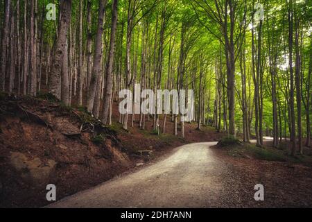 Road in tree misty forest or beechwood. Foreste Casentinesi national park, Tuscany, Italy, Europe Stock Photo