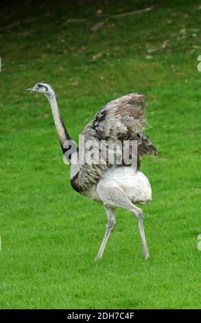 American Rhea, rhea americana, Adult opening Wings Stock Photo