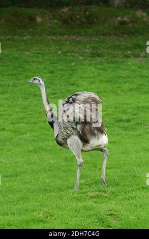 American Rhea, rhea americana, Adult opening Wings Stock Photo