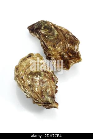 French Oyster called Marennes d'Oleron, Fresh Seafood against White Background Stock Photo