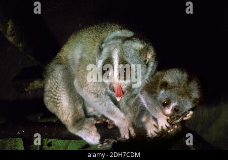 Slender Loris, loris tardigradus, Mother with Cub, Licking its Nose Stock Photo