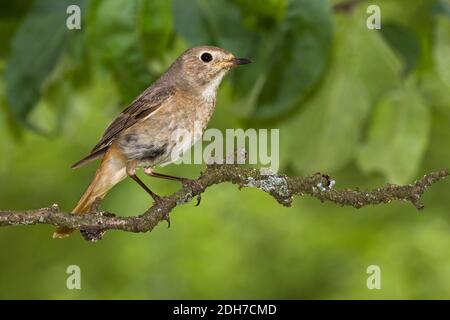gartenrotschwanz-phoenicurus-phoenicurus-weibchen-stock-photo-alamy
