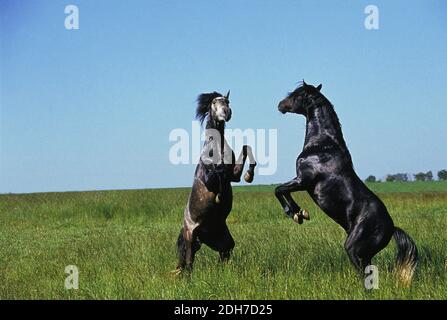 Lusitano Horse, Stallions fighting Stock Photo