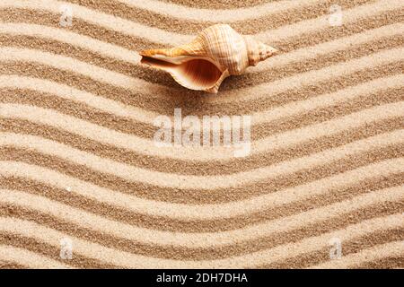 Long seashell lie on the dunes. With place for design, text place. Top view. Stock Photo