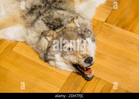 Wolf skin on parquet floor Stock Photo