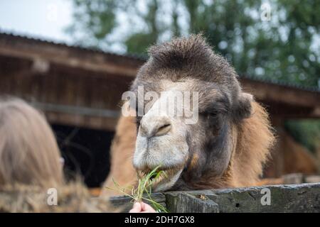 The dromedary also called the Arabian camel Stock Photo