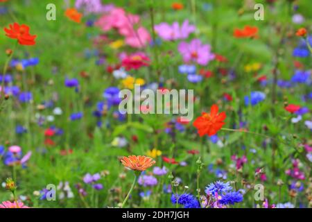 Colorful flower meadow in the primary color green with different wild flowers. Stock Photo