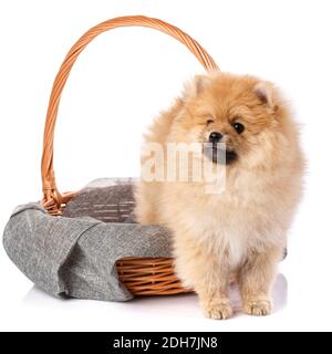 Beautiful dog Pomeranian Spitz climbs out of a wicker basket and looks away. White studio background. Stock Photo