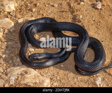 western whip snake, Hierophis viridiflavus, Coluber viridiflavus Stock Photo