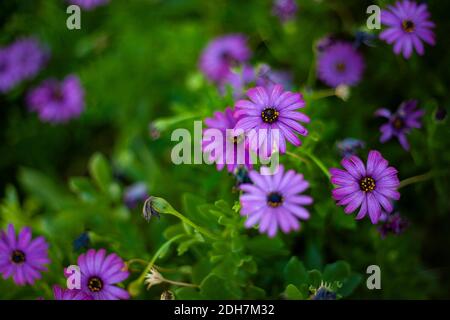 A selective focus shot of purple osteospermum flowers in the field Stock Photo