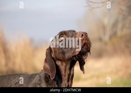 Working hunting dog short-haired German pointer, with hair on his chin,looking up in nature. Stock Photo