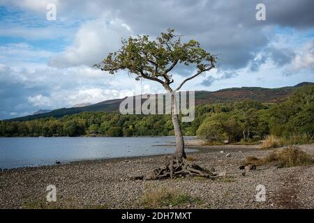 The Lone Tree At Milarrochy Bay, Loch Lomond, just north of Balmaha. taken when the water is low in the Loch and exposing the roots Stock Photo