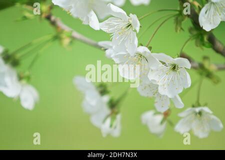 Sour cherry branch in bloom Stock Photo