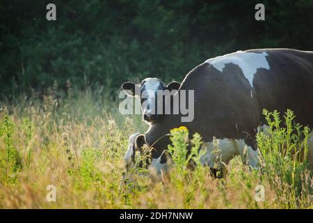 A suckler cow and calf grazing in a meadow of long grass Stock Photo