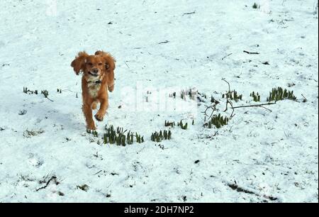 Working Cocker Spaniel the family pet dog bounding in the unexpected snow fall in Yorkshire Stock Photo