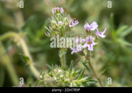 Orange thyme Stock Photo