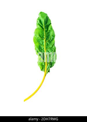 Swiss rainbow chard isolated on white Stock Photo