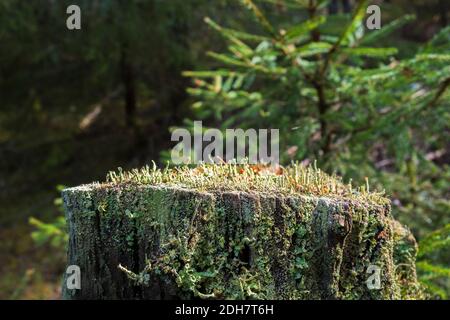 Tree stump with growing trumpet lichen in a forest Stock Photo