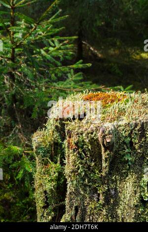 Growing Trumpet lichen on a tree stump in the forest Stock Photo