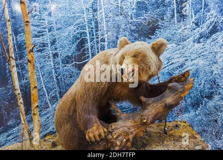 Stuffed wild bear Stock Photo