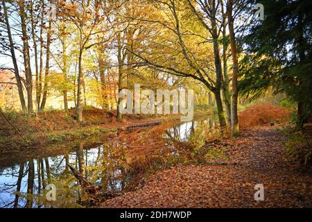 Photos for a feature on Wellesley Woodland, Aldershot - Autumn weekend walks feature. Basingstoke Canal. Stock Photo