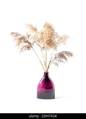 Bouquet of the dry natural reed plants in ceramic vase on white background. Stock Photo