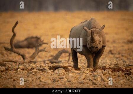 Black rhino stands among rocks near wildebeest Stock Photo
