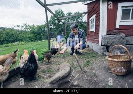 Man feeding chickens at poultry farm Stock Photo