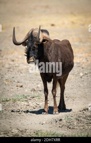 Black wildebeest stands eyeing camera in sun Stock Photo
