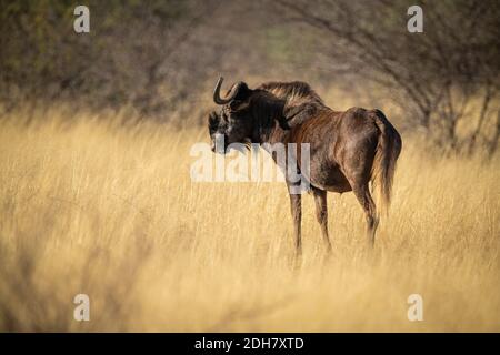 Black wildebeest stands in grass in sunshine Stock Photo