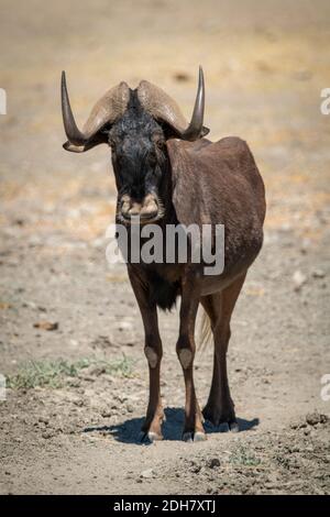 Black wildebeest stands in sunshine facing camera Stock Photo