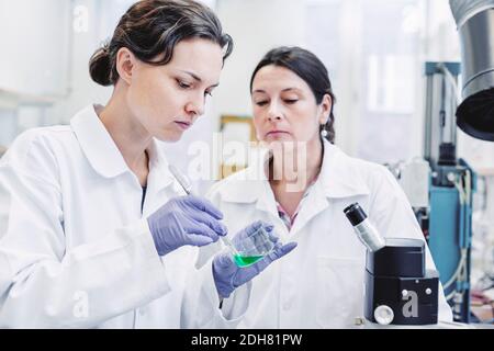 Female scientists analyzing sample in laboratory Stock Photo
